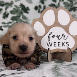 Flash - Cream male Dachshund puppy in Dothan, Alabama from Little House Pups