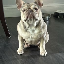 Willow - French Bulldog
