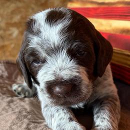 Hulk - Brown and gray male Wirehaired Pointing Griffon puppy in Grangeville, Idaho from Happy Hollow Griffons