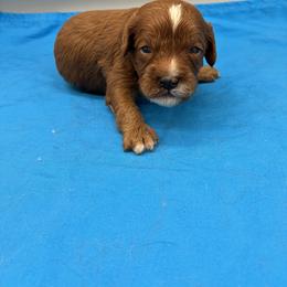 Thomas - Red male Cavapoo puppy in Burke, New York from Patti’s Puppies