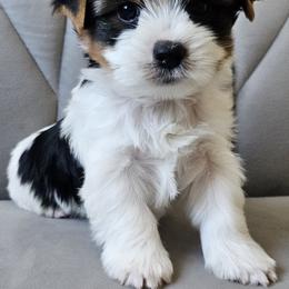 Coop - Parti male Yorkshire Terrier puppy in San Leandro, California from For the Love of Yorkies