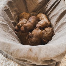 Goldendoodle Puppies from J&J Doodles