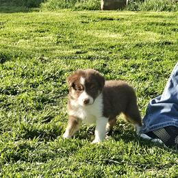 Boy 3 - Tri-color male Border Collie puppy in Wakeman, Ohio from Sandstone Ridge Kennels