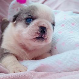 Merle Panda female with eye patches - White female Pug puppy in Fall Creek, Wisconsin from Heartville Pugs