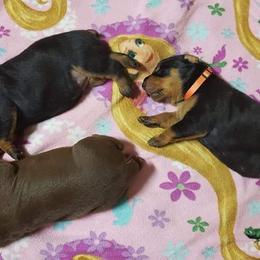 Doberman Pinscher Puppies from Franklin Dobermans