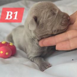 B1 - Silver gray male Weimaraner puppy in Frostproof, Florida from Waggin' Weims