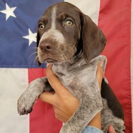 Goose - Liver roan male German Shorthaired Pointer puppy in Banning, California from ⭐🦆 So Cal on Point GSP'S🇺🇲🇩🇪 lg