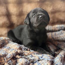 Banks - Black male Labrador Retriever puppy in Sweet Home, Oregon from Knotty Creek Labradors