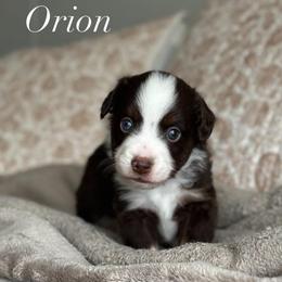 Orion - Red tri-color male Miniature American Shepherd puppy in Greenwood, Indiana from Barnaby’s Barn Dog’s