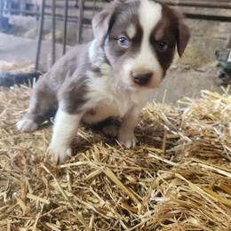 Girl 3 - Red tri-color female Australian Shepherd puppy in Jersey Shore, Pennsylvania from Lone Tree Aussies