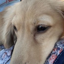 Dachshunds from Rolling9dachshunds