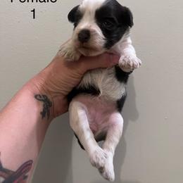 Rose - Parti female Miniature Schnauzer puppy in Mount Airy, North Carolina from Round Peak Schnauzers