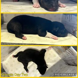 Nirmala - Black and white female Siberian Husky puppy in Canton, Ohio from Bleu Skies Siberian Huskies