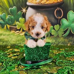 Copper - Yellow and white male Bernedoodle puppy in Mckinney, Texas from M2 Bernedoodles