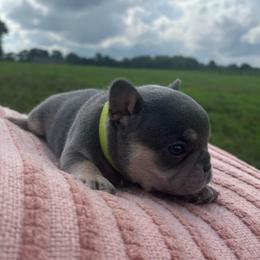Shaggy - Blue male French Bulldog puppy in Salisbury, Maryland from 77 Frenchies Maryland