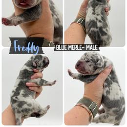 Freddy - Merle male Great Dane puppy in Sac City, Iowa from Northern Great Danes of Colorado & Iowa