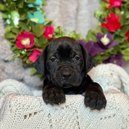 Boy 1 - Black Great Dane puppy in Reno, Nevada from Good Dog Danes