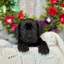 Boy 1 - Black Great Dane puppy in Reno, Nevada from Good Dog Danes