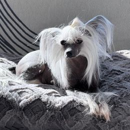Chelsea - Chinese Crested