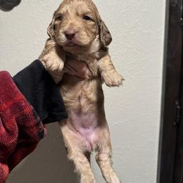 Girl 2 - Cream female Dachshund puppy in Rio, Wisconsin from Three K Miniature Dachshunds