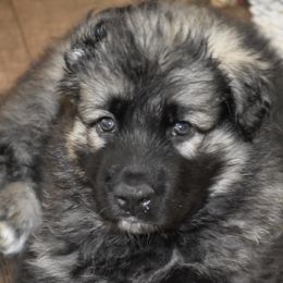 Shiloh Shepherd puppies from Island Shilohs