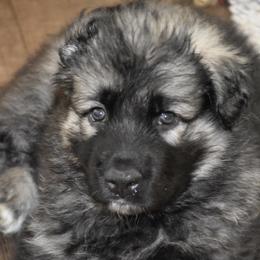 Shiloh Shepherd puppies from Island Shilohs