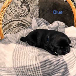 Boy 4 - Labrador Retriever puppy in Charleston, Maine from Puddledock Pups