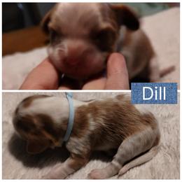 Dill - Blenheim male Cavalier King Charles Spaniel puppy in Spring Hill, Florida from Wonderland Cavaliers