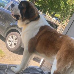 Saint Bernards from B&B Saints