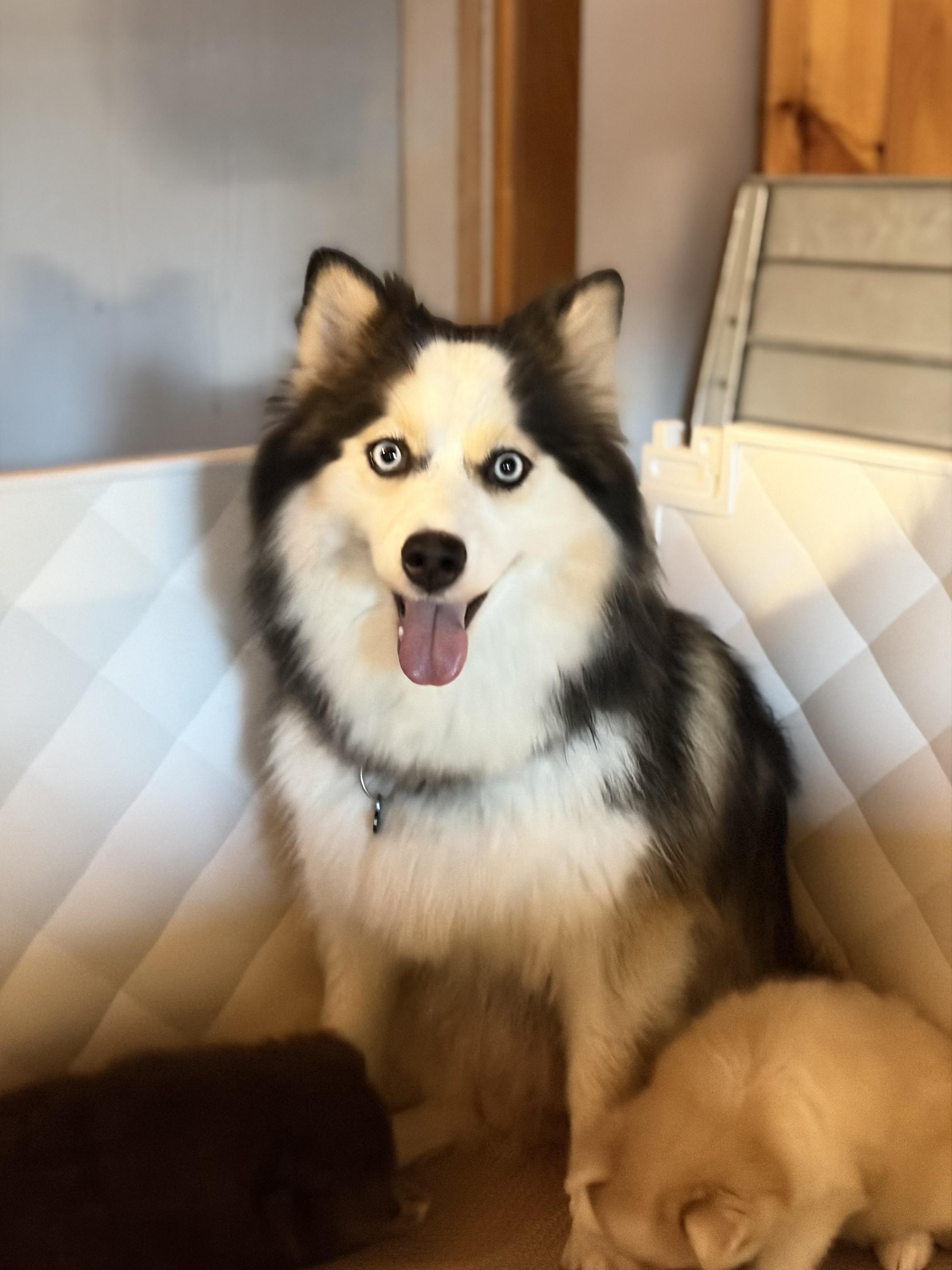 Dora