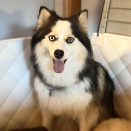 Dora - Pomsky