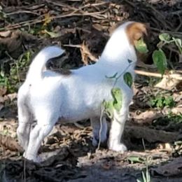 Bichon Frise, Russell Terrier, and Shetland Sheepdog Puppies from Mountain Ash Farms