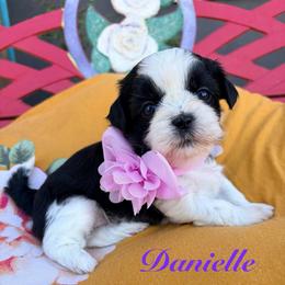 Danielle - Black and white female Shih Tzu puppy in Hemet, California from Aloha Shih Tzu