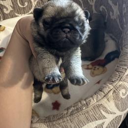 Red - Fawn male Pug puppy in Ellsworth, Kansas from Rachael Kruse