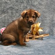 Chinook Puppies from Vanguard Chinooks