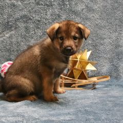 Chinook Puppies from Vanguard Chinooks
