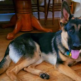 German Shepherds from Sandhills German Shepherds