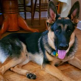 German Shepherds from Sandhills German Shepherds