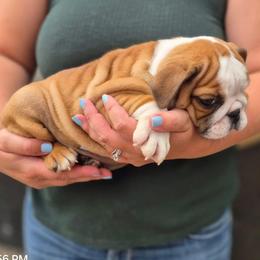 Red - Red and white female Bulldog puppy in Arlington, Washington from Stout's Hunting Labs and trsbullies