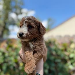Nala - Red  female Goldendoodle puppy in Jacksonville, Florida from Dandelion Doodles