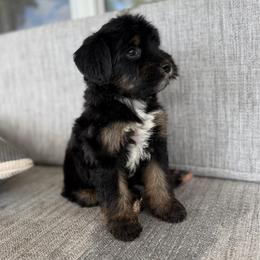Girl 1 - Tri-color female Bernedoodle puppy in Spring Hill, Florida from Ohana Doodles