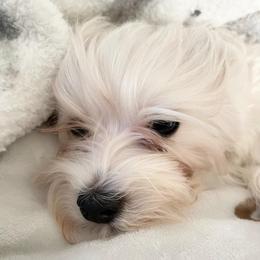 Maltese and Yorkshire Terriers from Paw Paradise 82