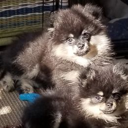 Pomeranian Puppies from Chosen Road Keep Pomeranians