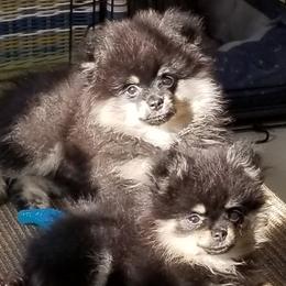 Pomeranian Puppies from Chosen Road Keep Pomeranians