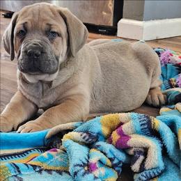 Brutis - Fawn male Cane Corso puppy in Lititz, Pennsylvania from Lititz Cane Corsos