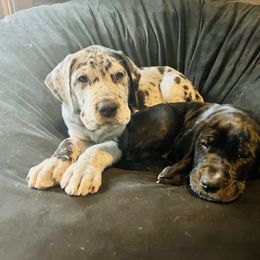 Great Dane Puppies from Old Orchard Danes