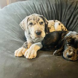Great Dane Puppies from Old Orchard Danes