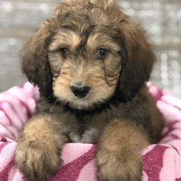 Gunner - Brown and white male Bernedoodle puppy in Phelan, California from PuppyPaws4U