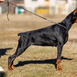 Hubba-Bubba Doberthing - Doberman Pinscher