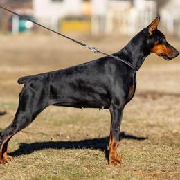 Hubba-Bubba Doberthing - Doberman Pinscher